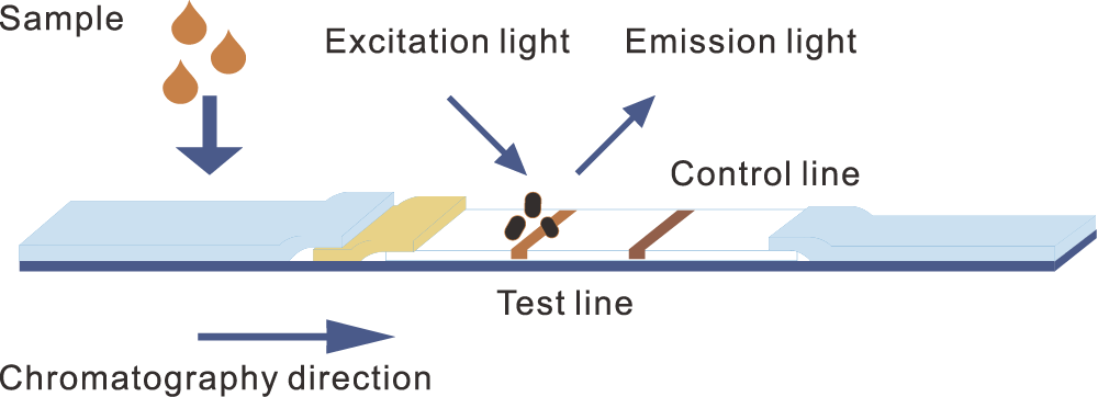 Principle of time-resolved fluorescence immunochromatography- مبدأ الكروماتوجرافي المناعي الفلوري الذي تم حله بمرور الوقت-